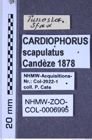 Etiketten zu Cardiophorus scapulatus (Candèze, 1878) (NHMW-ZOO-COL-0006995)